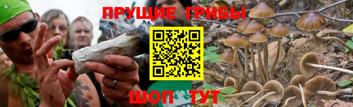 наркотики  Псилоцибиновые грибы Psilocybine cubensis  Вход с VPN  Касимов 